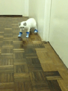 Image Caption: Cat walking unhappily with socks on its paws