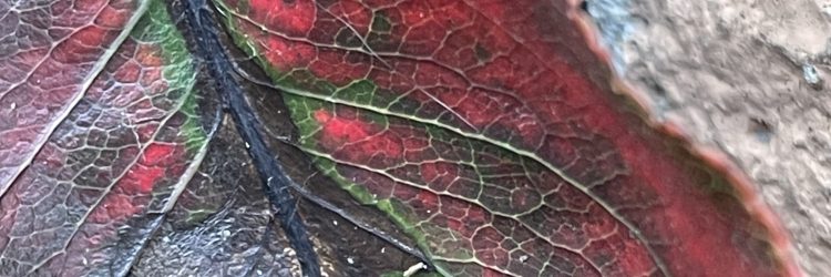 fallen leaf on sidewalk, colors of red and green